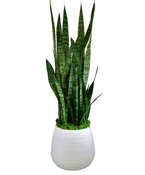 Sansevieria