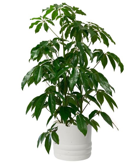A tall, lush schefflera plant with vibrant green leaves, displayed in a white ceramic pot.