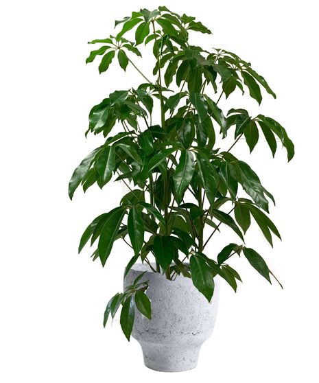 Schefflera Plant