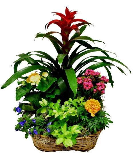Tropical Medley