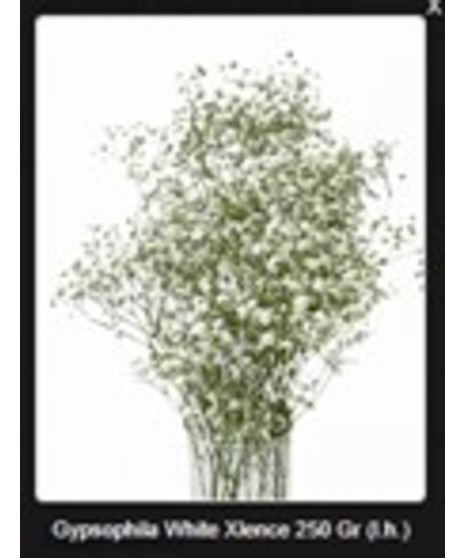 Gypsophila