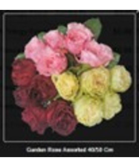 Garden Rose