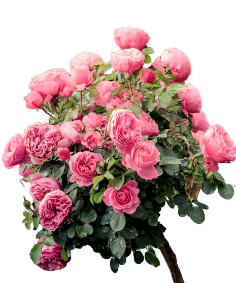 Garden Rose Bulk