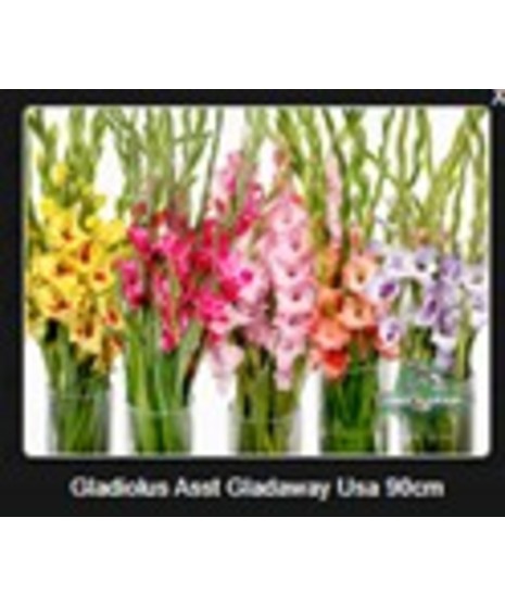 Gladiolus