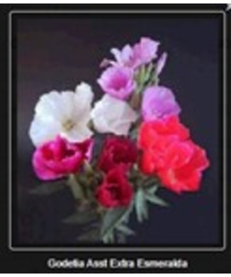 Godetia
