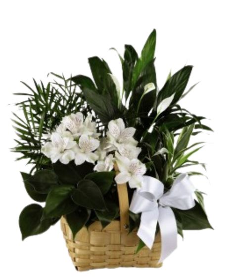 Grace Basket Garden