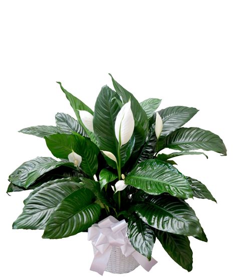 Grace Peace Lily
