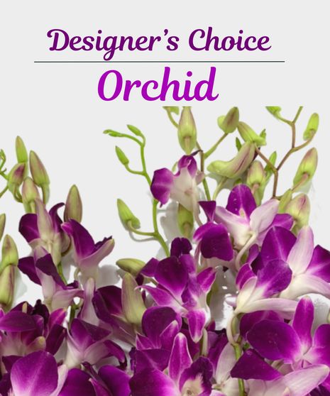 Designer's Choice Orchid Plant