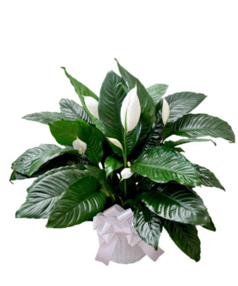 A peace lily plant in a woven basket