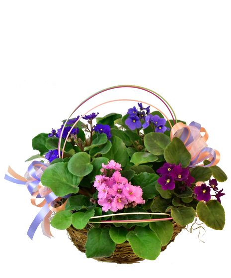 Violet Basket