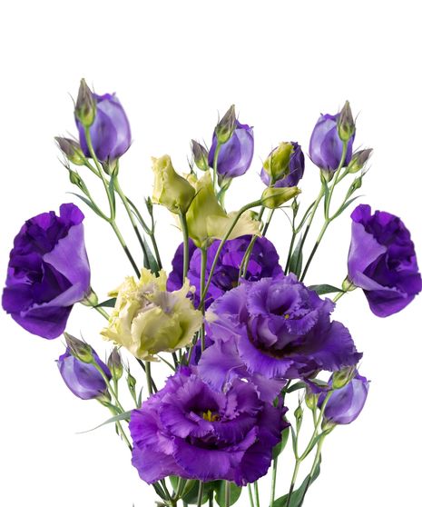 Lisianthus Bulk