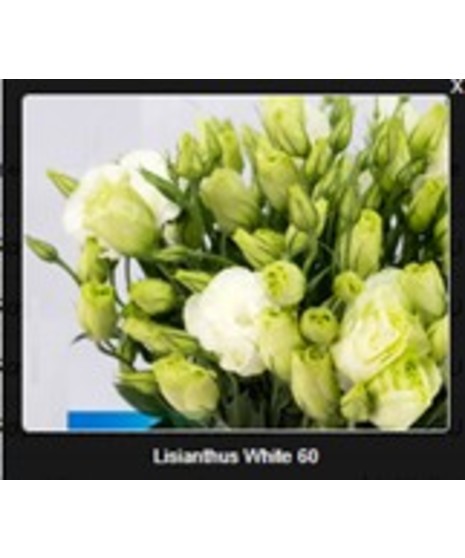 Lisianthus