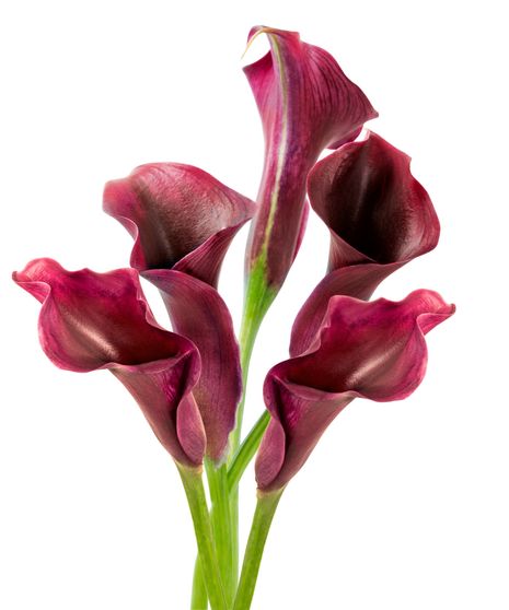 Mini Calla Bulk