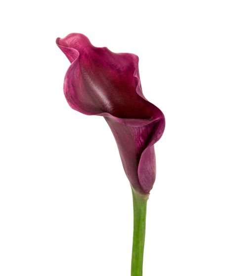 Mini Calla Stem