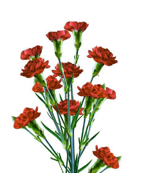 Mini Carnation Bulk