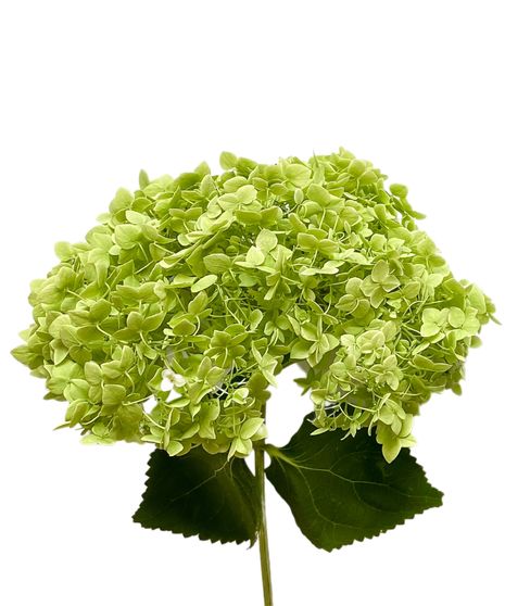 Mini Hydrangea Stem