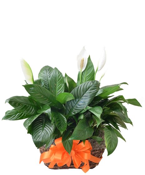 Natural Peace Lily