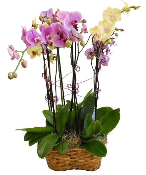 Orchid Explosion