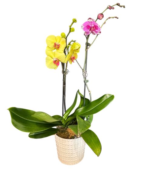 Mother's Day