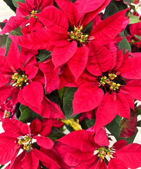 Poinsettia