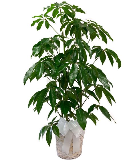 A tall, lush schefflera plant with vibrant green leaves, displayed in a white ceramic pot.