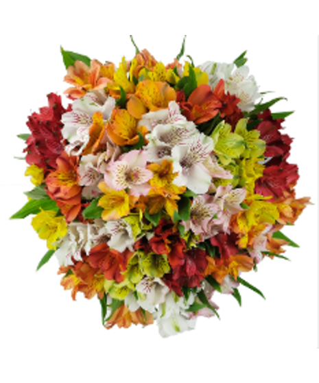 Alstroemeria