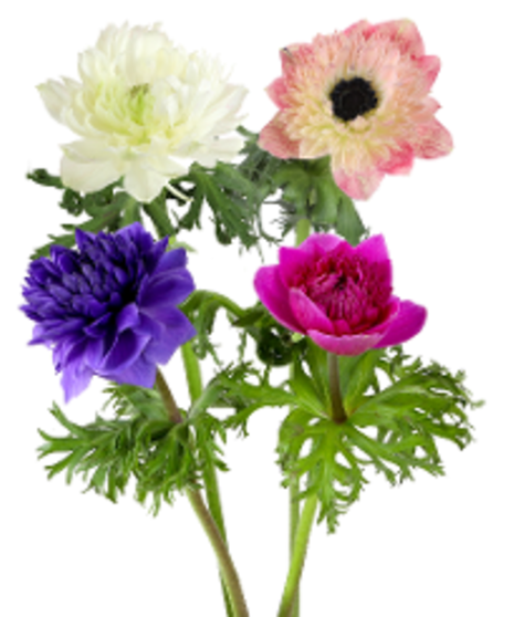 Anemone