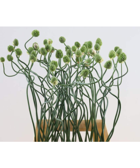 Allium Crazy Beans