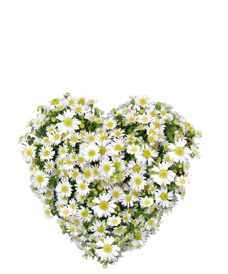 Serenity Casket Heart