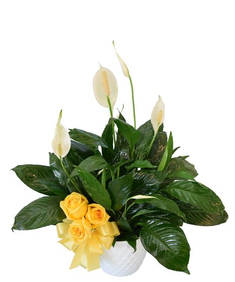 Serenity Peace Lily