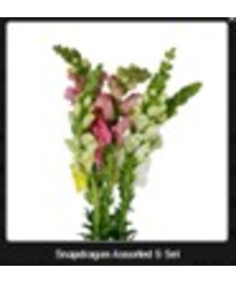 Snapdragon