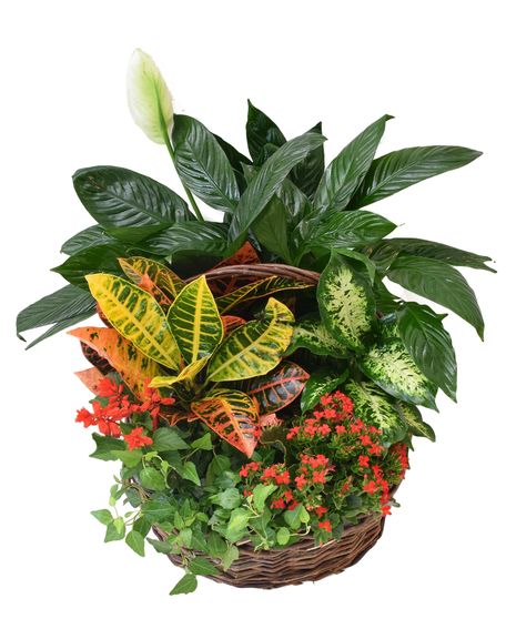 Splendor Blooming Basket