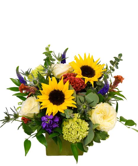 Sunflower Surprise