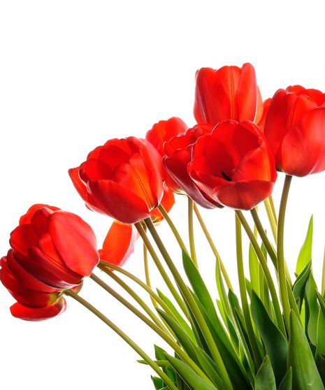 Tulip Bulk
