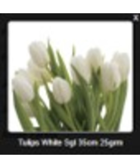 Tulip