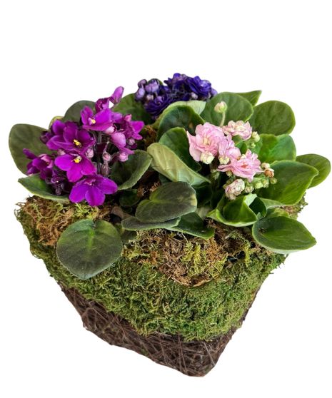 Violet Basket