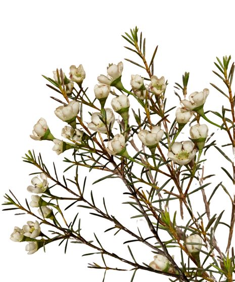 Waxflower Bulk