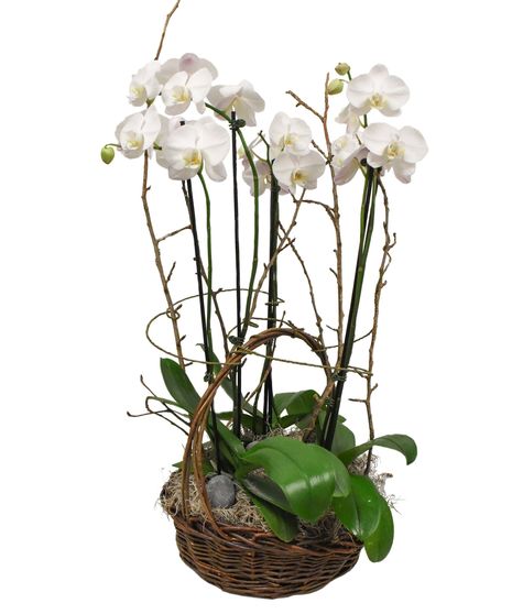 Orchid Comfort