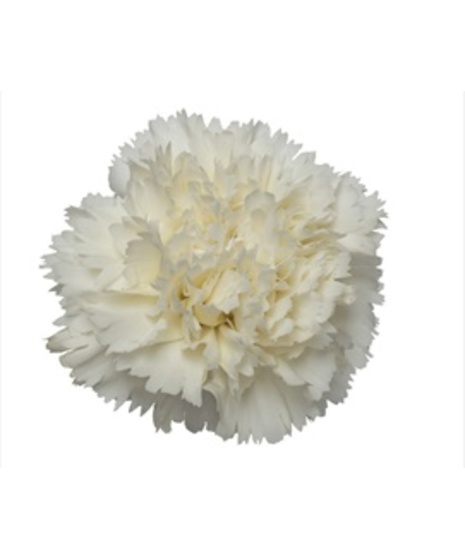Carnation