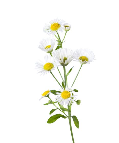 Chamomile Stem