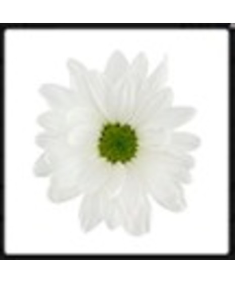 Daisy