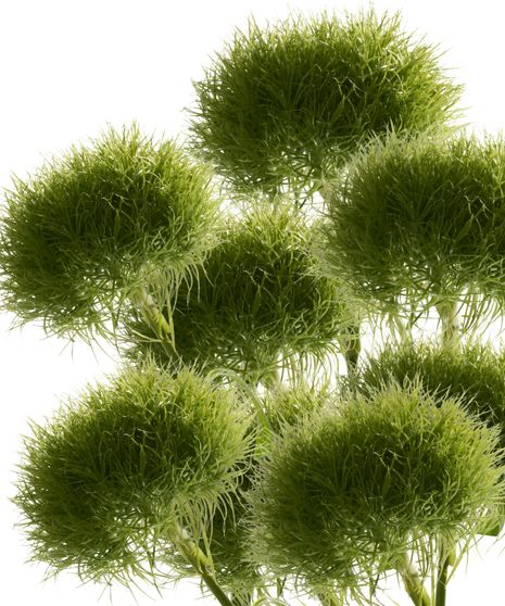 Dianthus Green Ball Bulk