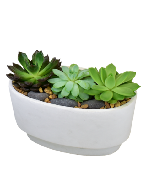 All Plants