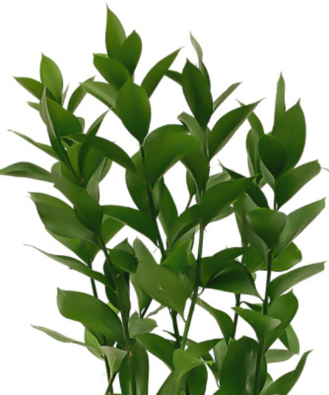 Israeli Ruscus - 5 Stem Bunch