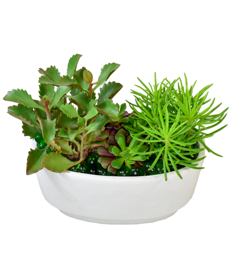 An Oval ceramic container filled with a zen combination of succulents and rocks.
