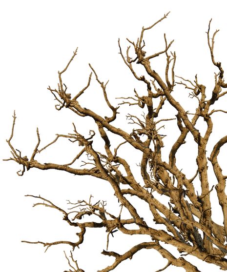Manzanita Bulk