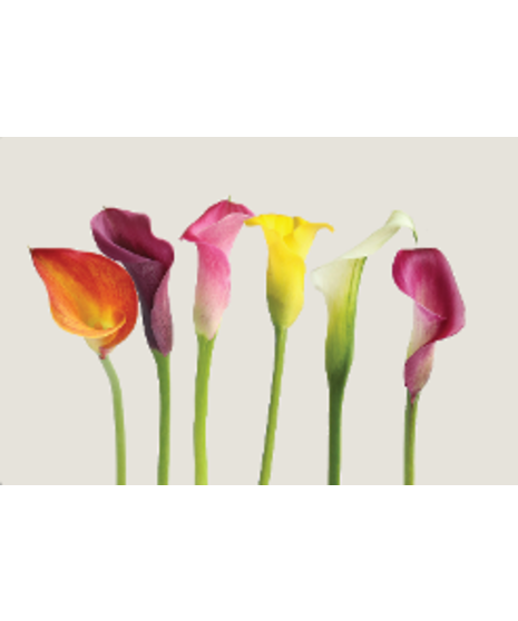 Mini Calla