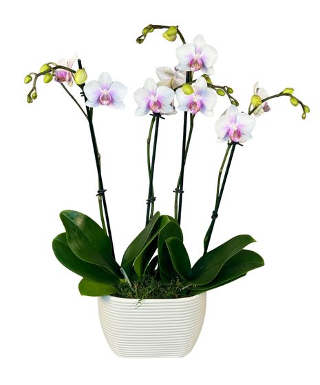 Orchid Plants