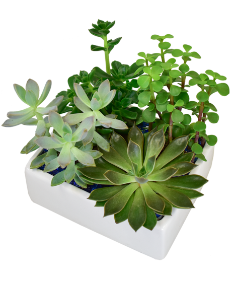 An Oval ceramic container filled with a zen combination of succulents and rocks.